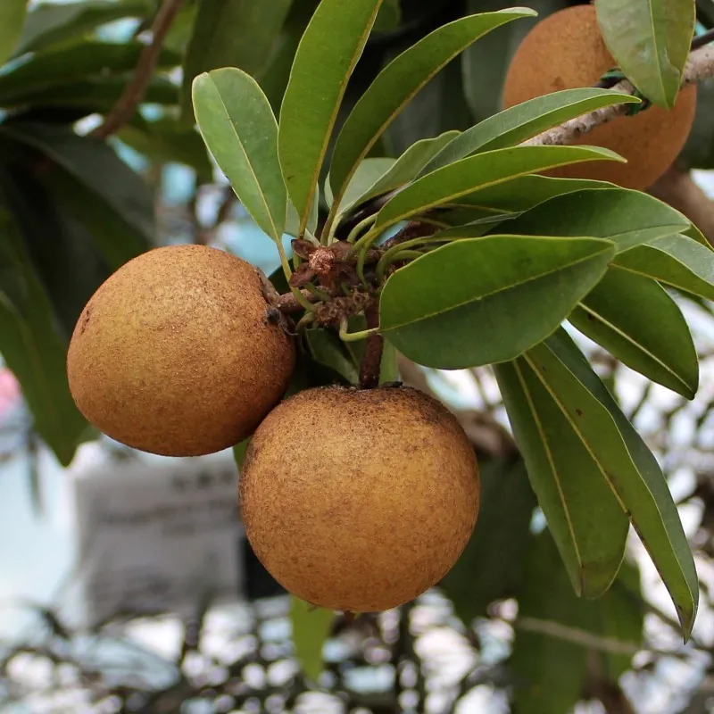 Sementes chico sapote