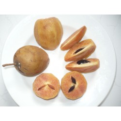 Sapote - Kaugummibaum Samen 2.85 - 2