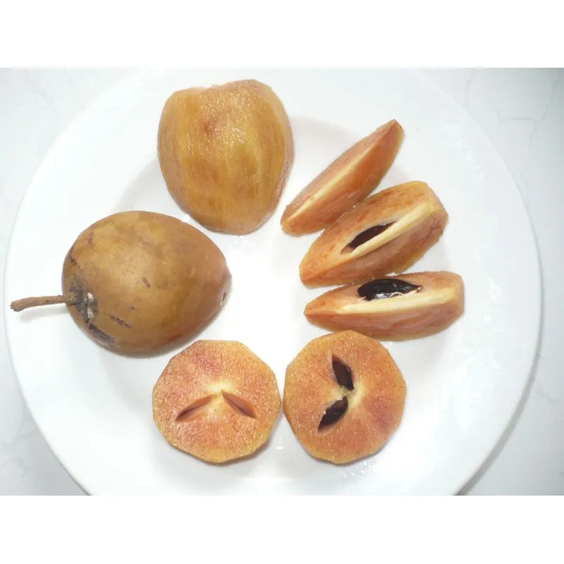 Semi di Manilkara zapota