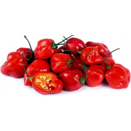 Price: €1.85 - Graines piment Habanero rouge, jaune, orange - Seeds Gallery