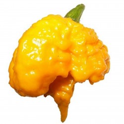 Carolina Reaper Seeds Red or Yellow Worlds Hottest 2.45 - 8