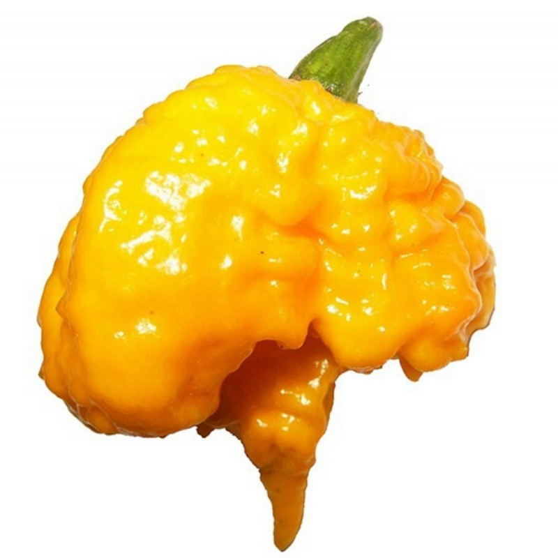 Price: €2.1 - Carolina Reaper Samen (Rot, Braun, Gelb) - Seeds Gallery
