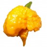 Price: €2.1 - Carolina Reaper Samen (Rot, Braun, Gelb) - Seeds Gallery