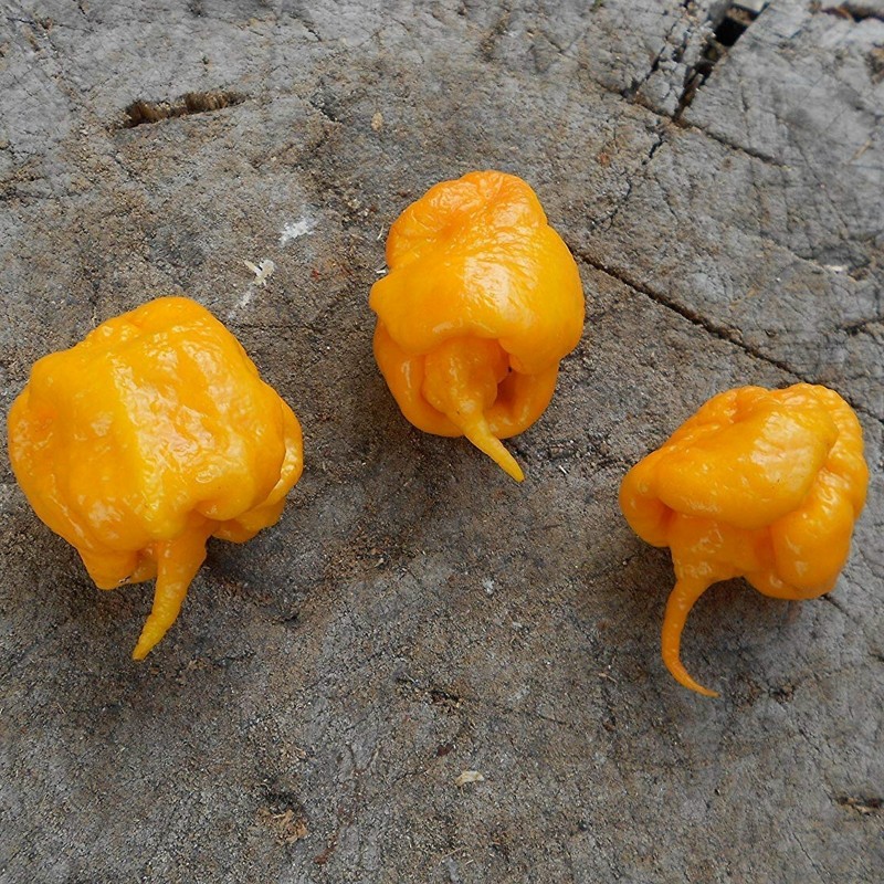 Price: €2.1 - Graines de piment Carolina Reaper (Rouge, Marron, Jaune) - Seeds Gallery