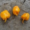 Price: €2.1 - Carolina Reaper Samen (Rot, Braun, Gelb) - Seeds Gallery