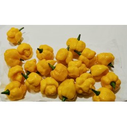 Carolina Reaper Seeds Red or Yellow Worlds Hottest 2.45 - 10
