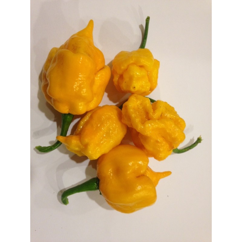 Price: €2.1 - Graines de piment Carolina Reaper (Rouge, Marron, Jaune) - Seeds Gallery