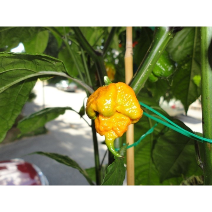 Nasiona Carolina Reaper (czerwone, brązowe, żółte) - 1.89