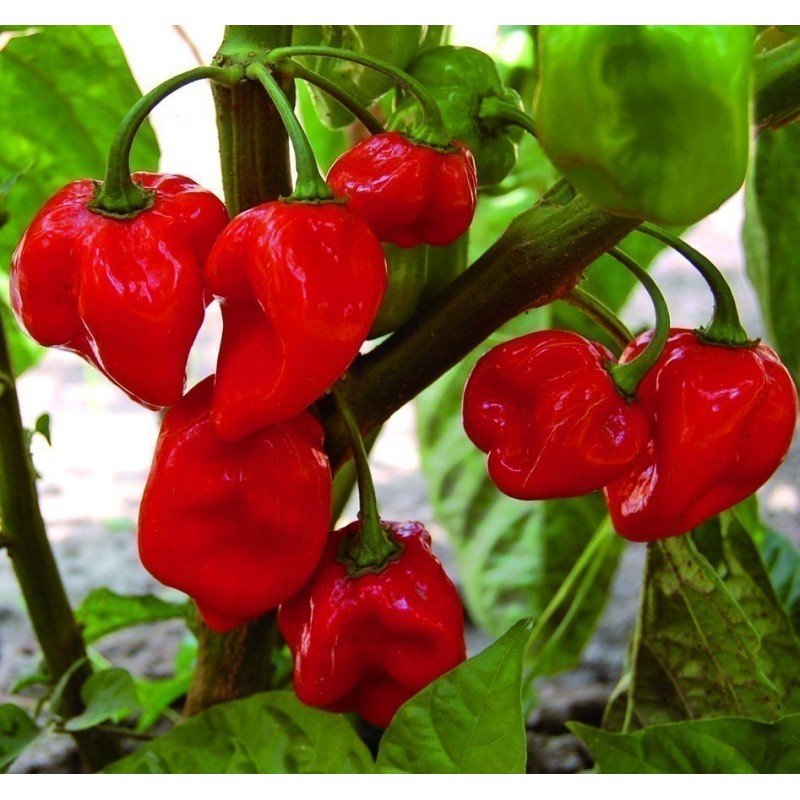 Price: €1.85 - Graines piment Habanero rouge, jaune, orange - Seeds Gallery