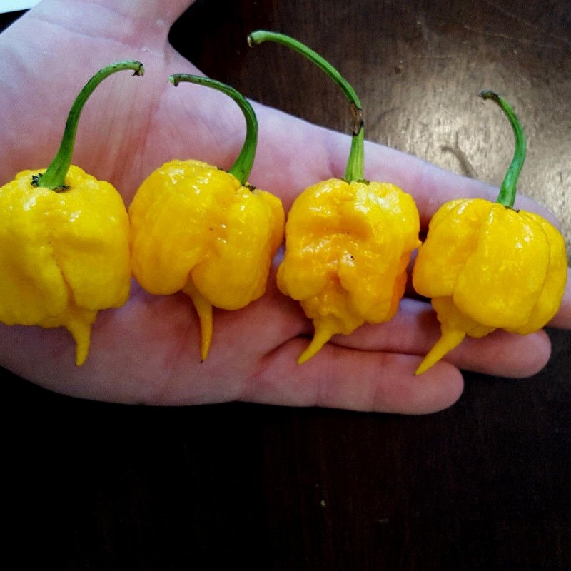 Price: €2.1 - Graines de piment Carolina Reaper (Rouge, Marron, Jaune) - Seeds Gallery