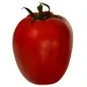 Alparac Tomato Seeds - Variety from Serbia
