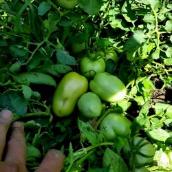 Семена томатов Альпарак "Alparac" - Сорт из Сербии 1.95 - 2
