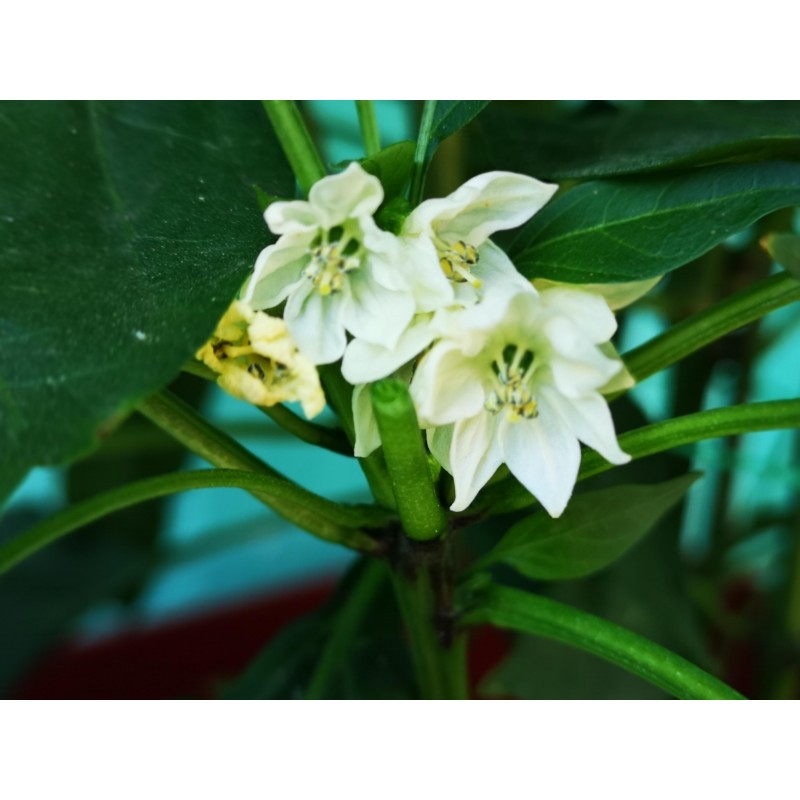 Price: €1.95 - Semi di peperoncino West Virginia Pea - Seeds Gallery