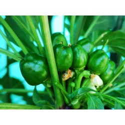 West Virginia Pea Hot Pepper Seeds 1.55 - 5