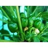 West Virginia Pea Chili Fröer