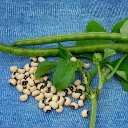 Graines de Haricots Cornilles (Vigna unguiculata) 2.5 - 4