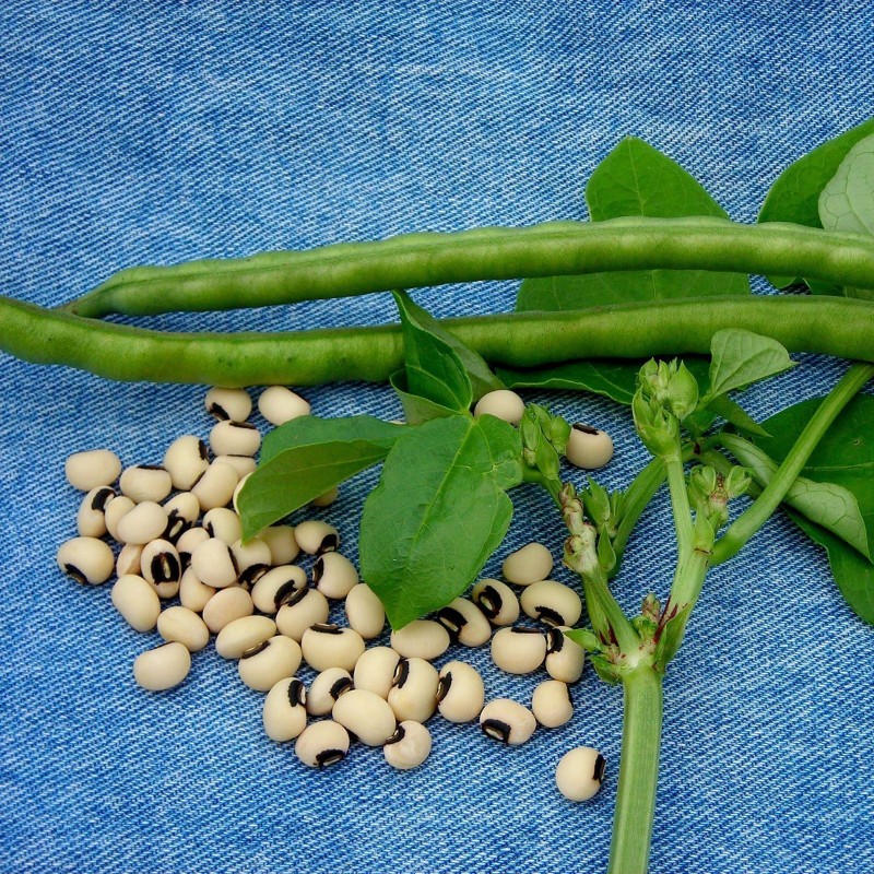 Sementes de Feijão Miúdo (Vigna unguiculata)
