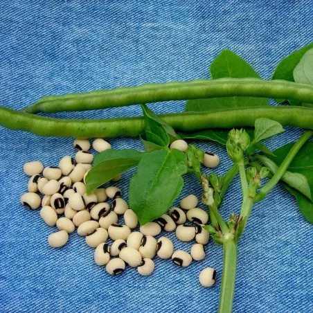 Augenbohne Samen (Vigna unguiculata)