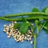 Semillas de Fríjol Cabecita Negra, Carilla