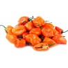 Price: €1.85 - Τσίλι Habanero κόκκινο, κίτρινο, πορτοκαλί σπόροι - Seeds Gallery