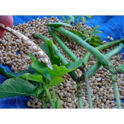 Semillas de Fríjol Cabecita Negra, Carilla 2.5 - 5