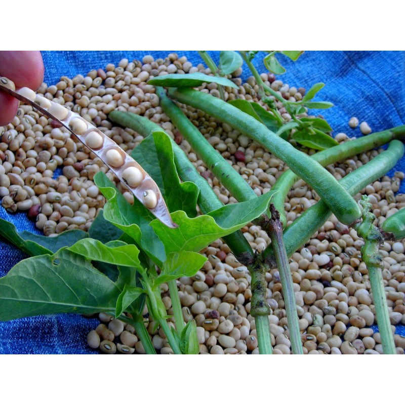 Σπόροι Φασόλι μαυρομάτικο (vigna unguiculata) | 1,25 €