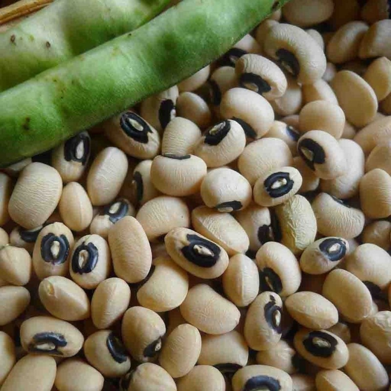 Price: €1.25 - Augenbohne Samen (Vigna unguiculata) - 