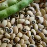 Semillas de Fríjol Cabecita Negra, Carilla