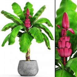 Price: âŹ1.95 - Sammetsbanan Frön - Rosa DvĂ€rgbanan -