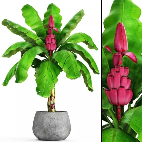 Sammetsbanan Frön - Rosa Dvärgbanan