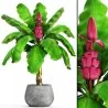 Graines de Musa velutina Bananier d'Ornement