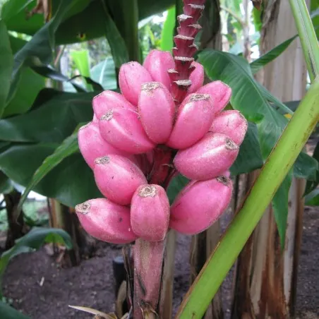 Graines de Musa velutina Bananier d'Ornement