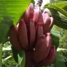 Graines de Musa velutina Bananier d'Ornement