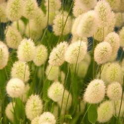 Hare's-tail Grass,  Bunnytail Seeds (Lagurus ovatus) 1.65 - 1