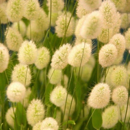 Price: €1.65 - Semi di Coda Di Lepre (Lagurus ovatus) -