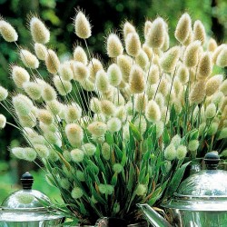 Price: €1.65 - Semi di Coda Di Lepre (Lagurus ovatus) - 