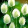 Price: €1.65 - Sementes de Grama Rabo De Lebre (Lagurus ovatus) - 