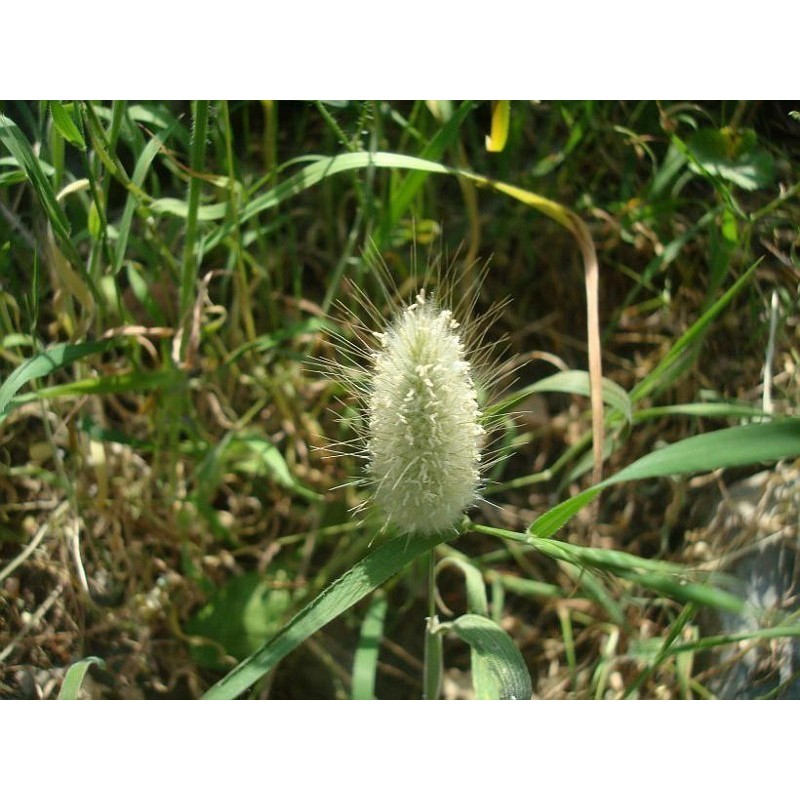 Price: €1.65 - Semi di Coda Di Lepre (Lagurus ovatus) - 