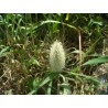 Price: €1.65 - Sementes de Grama Rabo De Lebre (Lagurus ovatus) - 