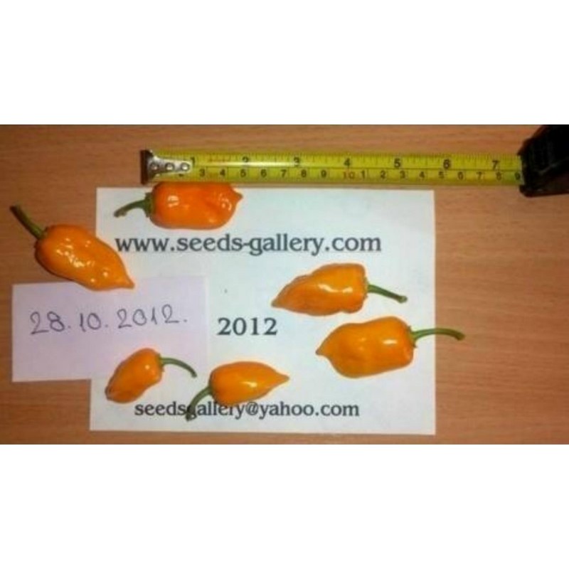 Price: €1.85 - Graines piment Habanero rouge, jaune, orange - Seeds Gallery