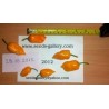 Price: €1.85 - Τσίλι Habanero κόκκινο, κίτρινο, πορτοκαλί σπόροι - Seeds Gallery