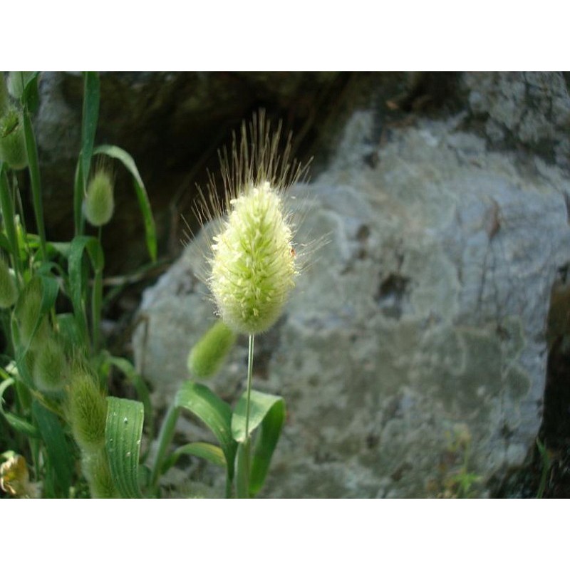 Price: €1.65 - Sementes de Grama Rabo De Lebre (Lagurus ovatus) - 