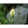 Price: €1.65 - Sementes de Grama Rabo De Lebre (Lagurus ovatus) - 