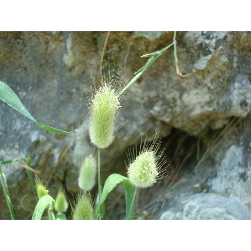 Price: €1.65 - Sementes de Grama Rabo De Lebre (Lagurus ovatus) - 