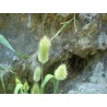 Price: €1.65 - Sementes de Grama Rabo De Lebre (Lagurus ovatus) - 