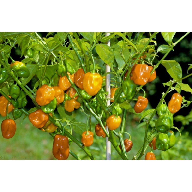 Price: €1.85 - Graines piment Habanero rouge, jaune, orange - Seeds Gallery