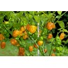 Price: €1.85 - Τσίλι Habanero κόκκινο, κίτρινο, πορτοκαλί σπόροι - Seeds Gallery