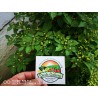 Price: €2.25 - Sementes de pimenta Charapita ou charapilla - Seeds Gallery