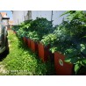 Price: €2.25 - Sementes de pimenta Charapita ou charapilla - Seeds Gallery