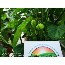 Carolina Reaper Seeds Red or Yellow Worlds Hottest 2.45 - 16